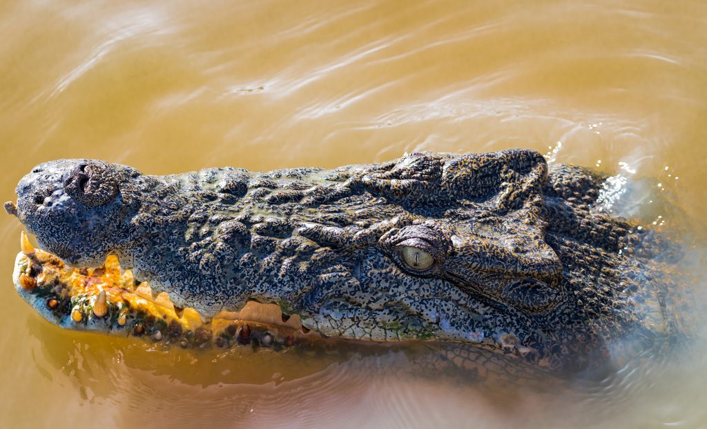 Croc Head Horizontal | Spectacular Jumping Crocodile Cruise
